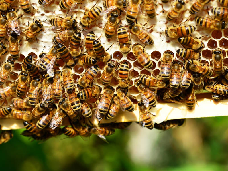 Welcome to the Hedgeley Honey blog