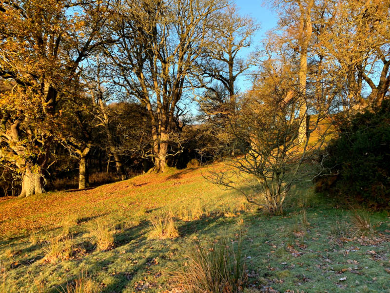 Possible apiary site
