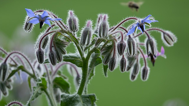 Borage honey: a new variety from our bees