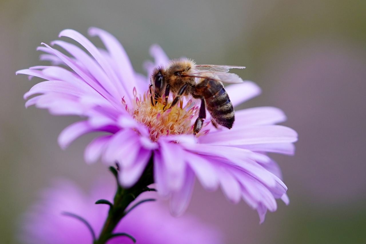 Bees’ Needs Week – helping you to help bees
