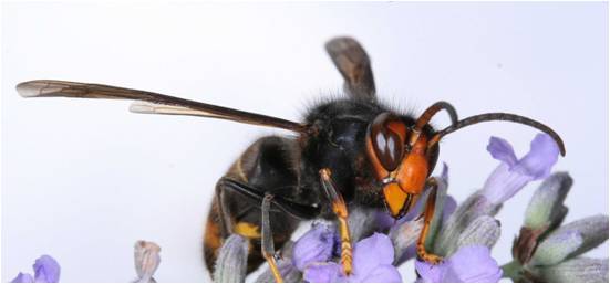 Asian hornets – a plea to the public after record year