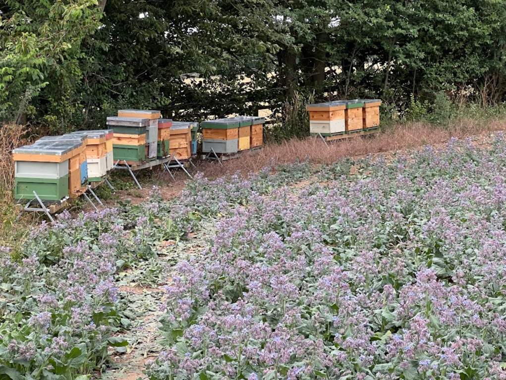 Jars of Borage Honey are back in stock!